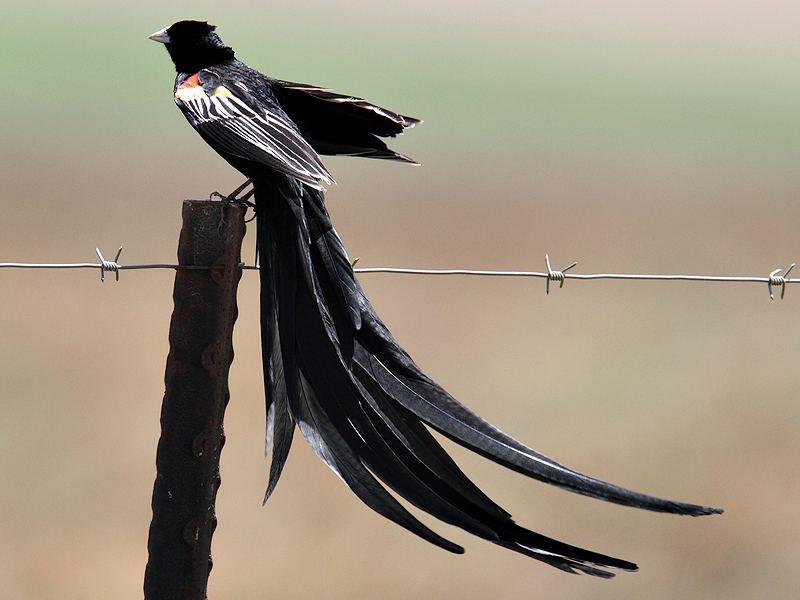 Bird Watching at Random Harvest Accommodation Muldersdrift