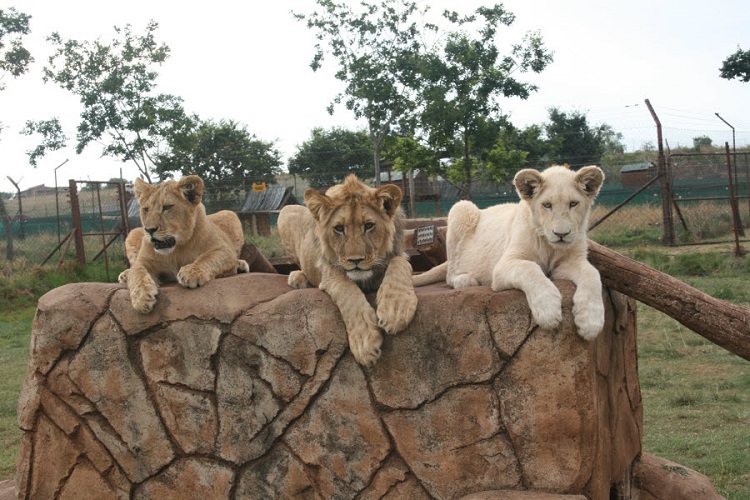 Bed and breakfast Muldersdrift - Rhino & Lion Nature Reserve