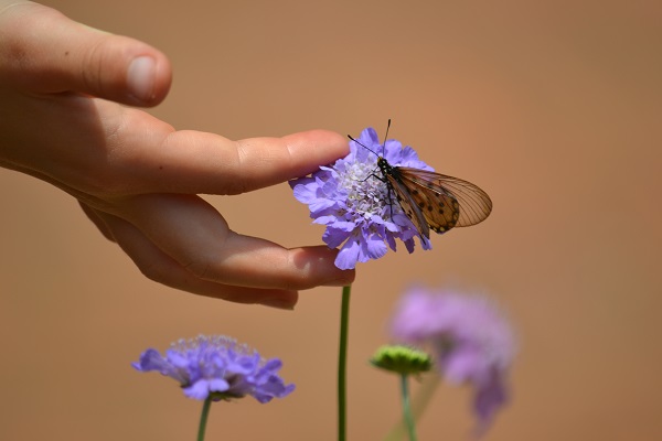 Guest house accommodation in Muldersdrift for nature lovers