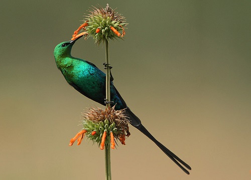 Spend time with nature at our Bed and Breakfast in Muldersdrift