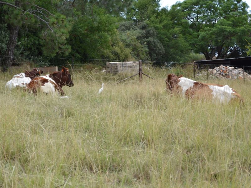 guesthouse accommodation Muldersdrift