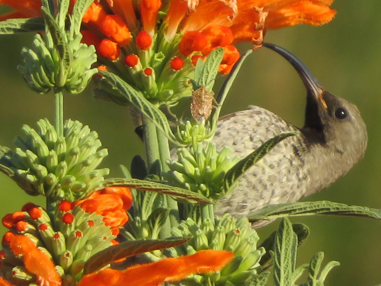 Amethyst Sunbird on Leonotis